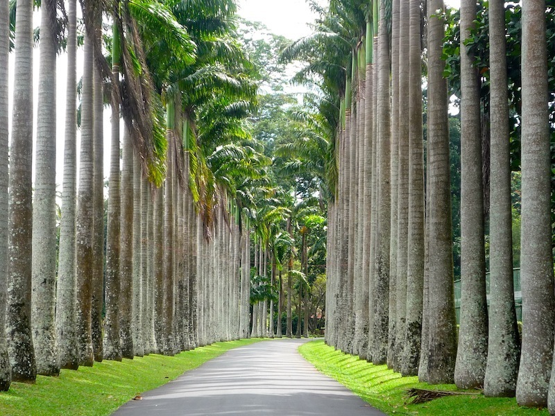 Peradeniya Garden Palm Avenue in 14 Days Tour 2 Weeks Tour Peradeniya Garden Palm Avenue