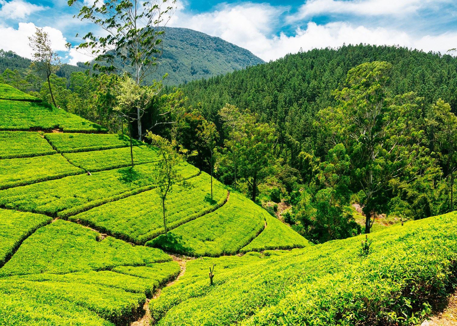 Nuwaraeliya Tea State in 14 Days Tour 2 Weeks Holidays Nuwaraeliya Tea State