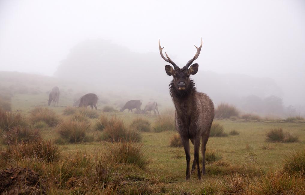 Horton Plains Sambadeer in 14 Days Tour 14 Days to Sri Lanka Horton Plains Sambadeer