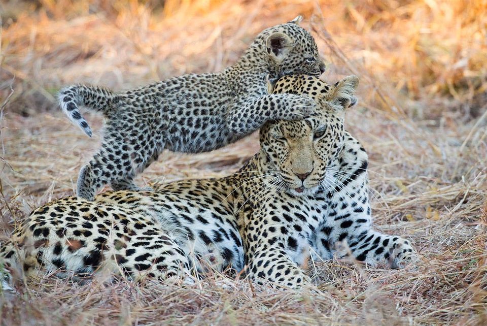 Yala Leopards in 14 Days Tour 14 Days to Sri Lanka Yala Leopards