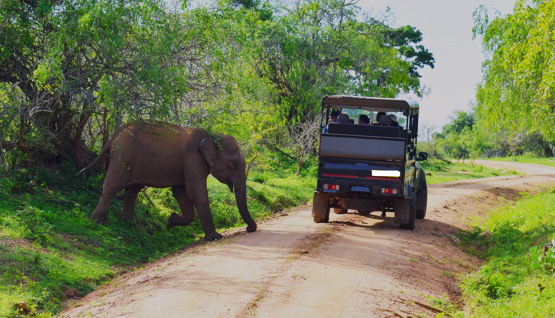 Yala Safari in 14 Days Tour 2 Weeks Holidays Itinerary Yala Safari