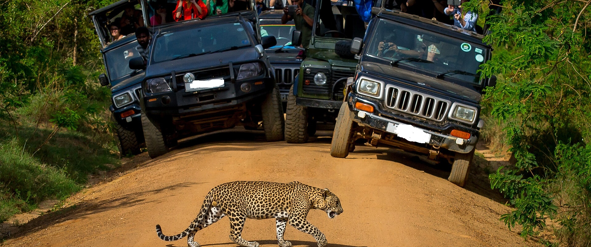 Safari Jeeps Yala in 14 Days Tour Itinerary 2 Weeks Tour Itinerary Safari Jeeps Yala