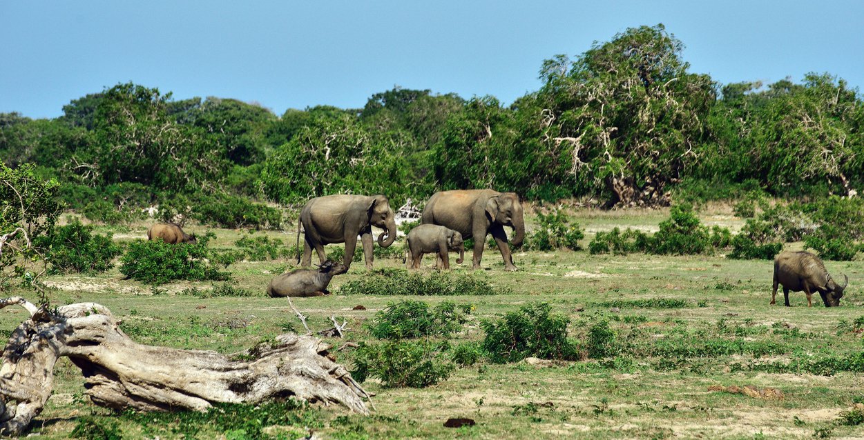 Yala National Park in 14 Days Tour 14 Days to Sri Lanka Yala National Park