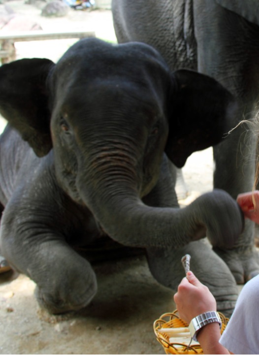 Elephant Feeding in 14 Days Tour 2 Weeks Holidays Elephant Feeding