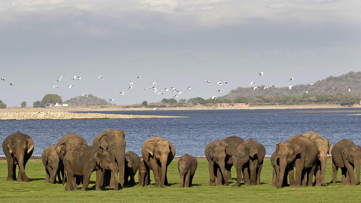 Minneriya National Park in 2 Weeks Holidays 2 Weeks Sri Lanka Minneriya National Park