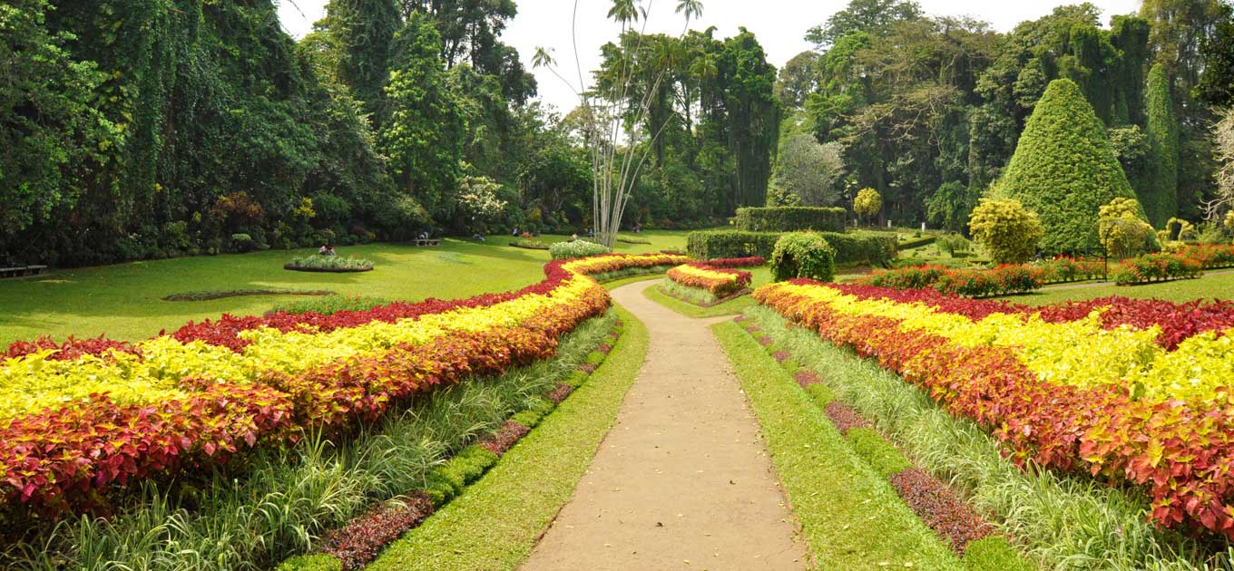 Peradeniya Garden in 2 Weeks Holidays 2 Weeks Sri Lanka Peradeniya Garden