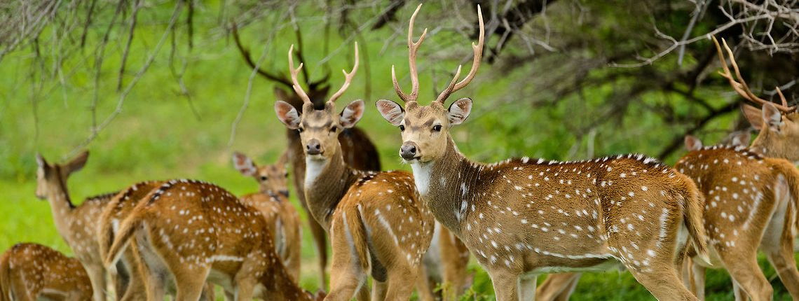 Yala Deers in 2 Weeks Holidays 14 Days Tour Package Yala Deers