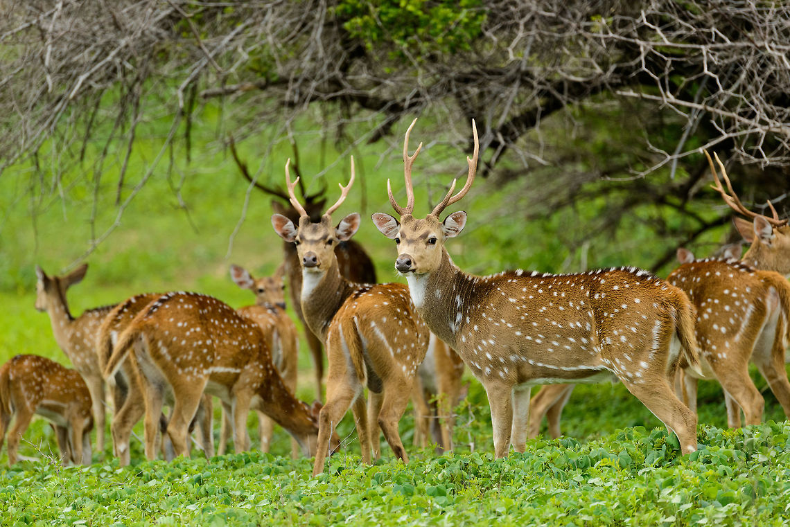 Yala Deers in 2 Weeks Holidays 14 Days Tour Package Yala Deers