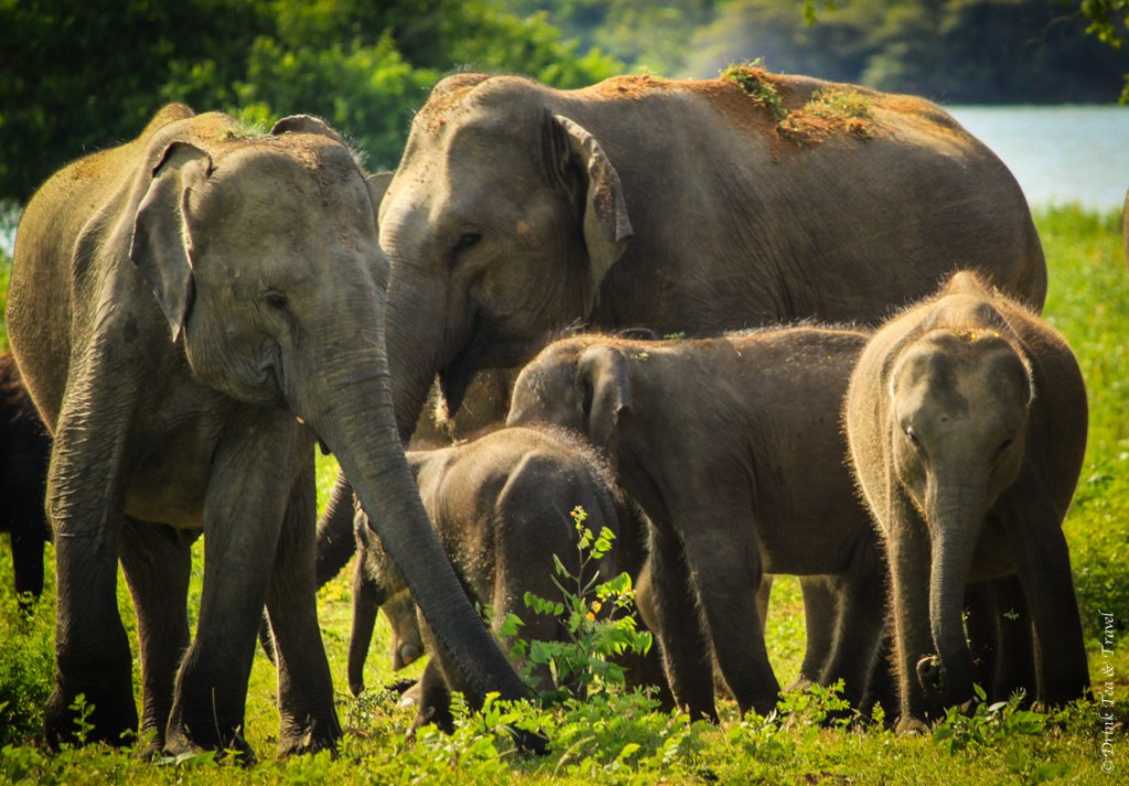 Yala Elephants in 2 Weeks Holidays 2 Weeks Sri Lanka Yala Elephants